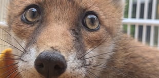 Vixen needs a helping paw after getting trapped in wooden chair