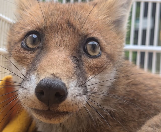 Vixen needs a helping paw after getting trapped in wooden chair