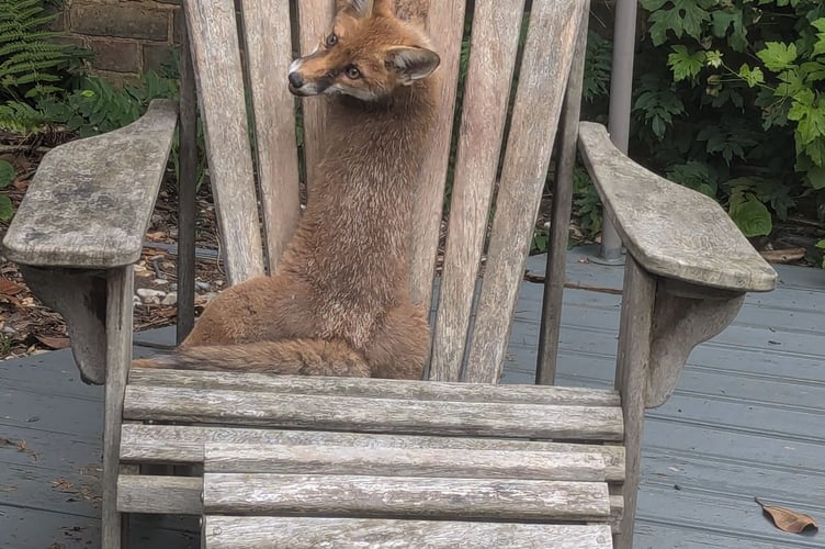 RSPCA fox