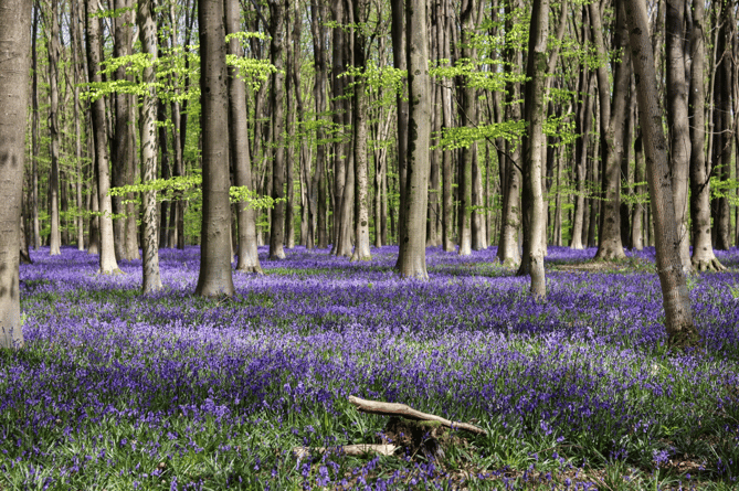 Photo in Ashford and St Peter's Hospitals NHS Foundation Trust competition