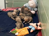 Information appeal after eight bulldog puppies dumped in an Aldi bag