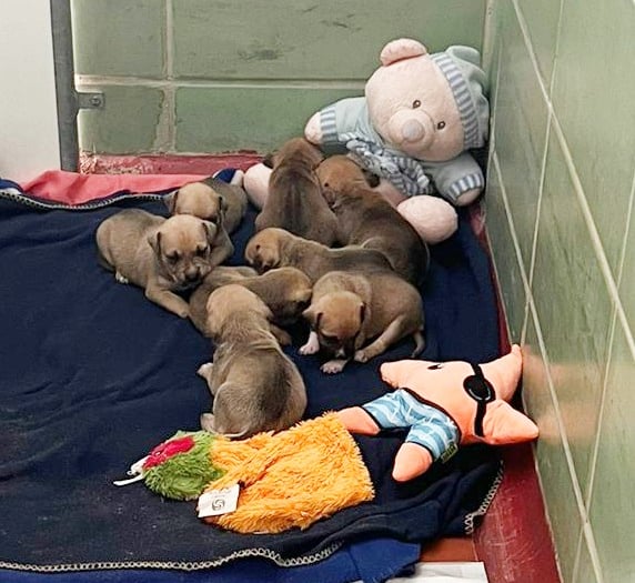 Information appeal after eight bulldog puppies dumped in an Aldi bag