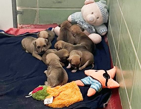 The person who found the puppies took to the RSPCA Millbrook in Chobham