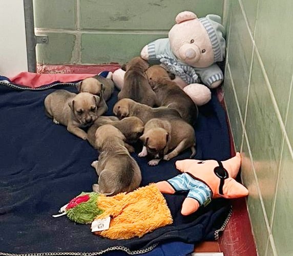 The person who found the puppies took to the RSPCA Millbrook in Chobham