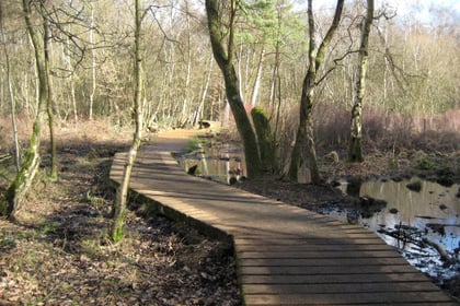 Visit Fleet Pond for rich diversity of wildlife