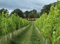 New Surrey Hills vineyard tasting room