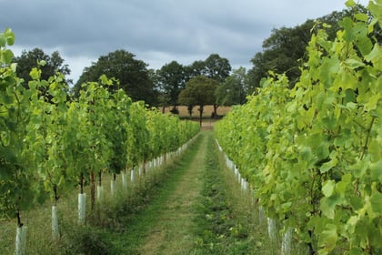 New Surrey Hills vineyard tasting room