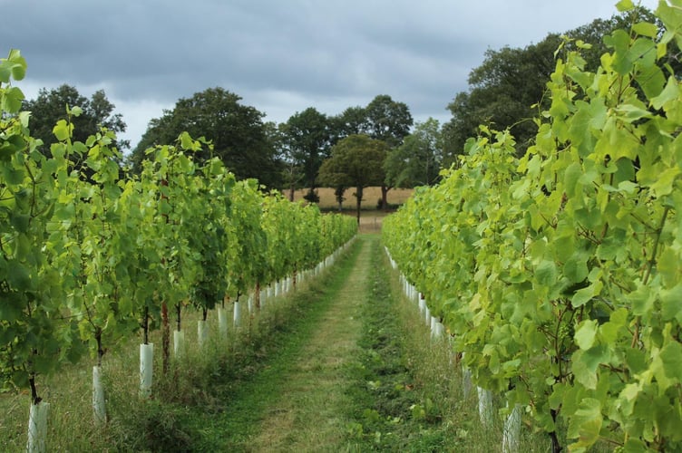 Tanhurst Estate vineyard in Abinger 