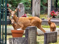 Brookwood Cemetery host screative Heritage Open Days events