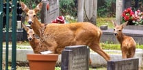 Brookwood Cemetery host screative Heritage Open Days events