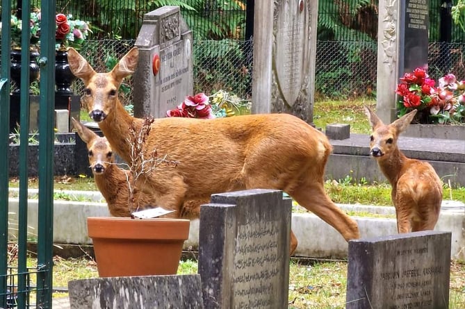 Brookwood Cemetery