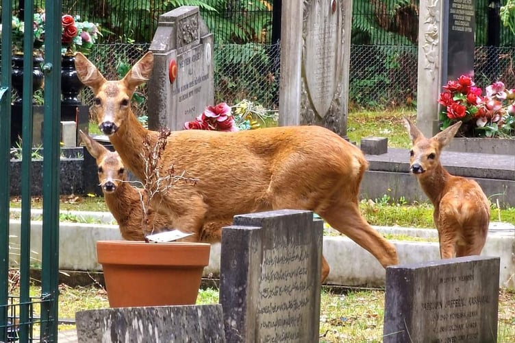 Brookwood Cemetery