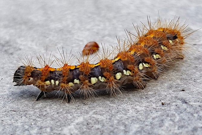 A Jersey Tiger Moth caterpillar (Gerry Smeethers)