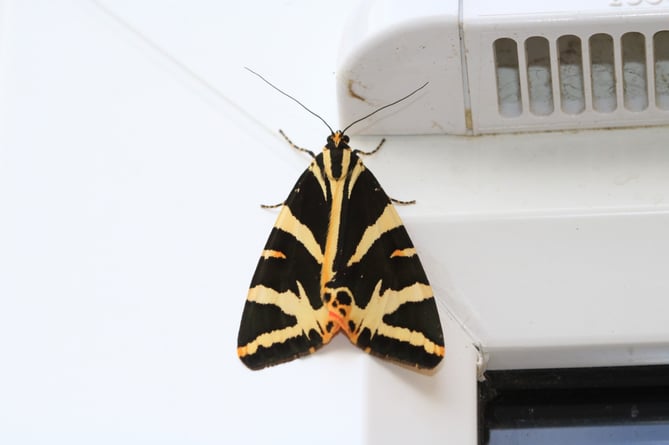 Jersey Tiger Moth photographed by Gerry Smeethers in his home