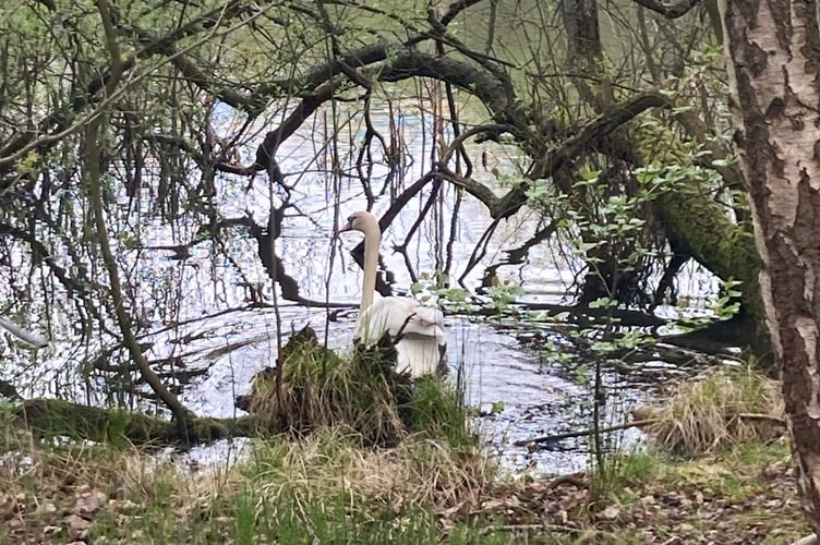 Swan back on the water after its adventure on the railway (Network Rail)