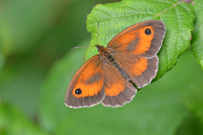 The Gatekeeper butterfly