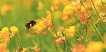 'Insect pathways' could put pollinators on the road to recovery