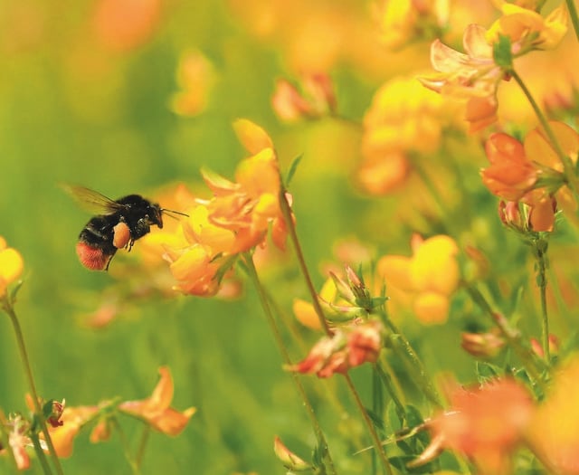 'Insect pathways' could put pollinators on the road to recovery