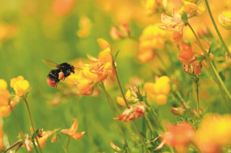 Red-tailed bee