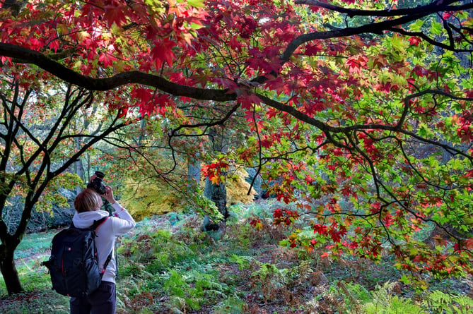 Capture AutumnColourAtWinkworth_©National Trust ImagesMark Saunders