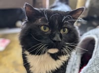 Former stray cat Fluffy is looking for a home to call his own 