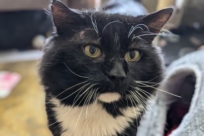 Former stray cat Fluffy is looking for a home to call his own 