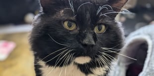 Former stray cat Fluffy is looking for a home to call his own 