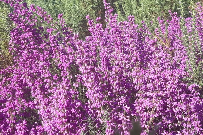 Bell heather