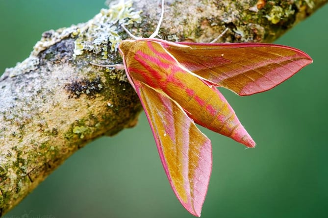 Elephant Hawk-Moth