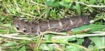 Whopping caterpillar with scary "eyes" becomes a beautiful moth