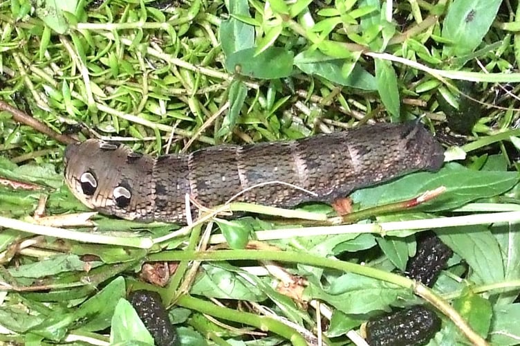 Caterpillar of the Elephant Hawk-Moth