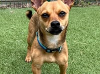 Cheery Chihuahua Cherry ripe for move to forever home