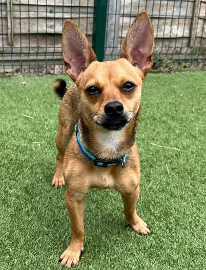 Cheery Chihuahua Cherry ripe for move to forever home