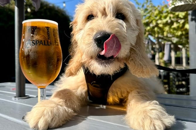 Dogs are welcome at the pub's bar and garden 