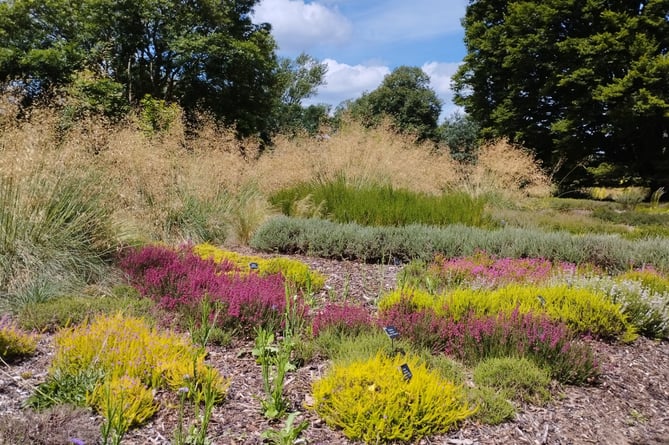 Heathers contrast with other plants in the landscape at RHS Wisley