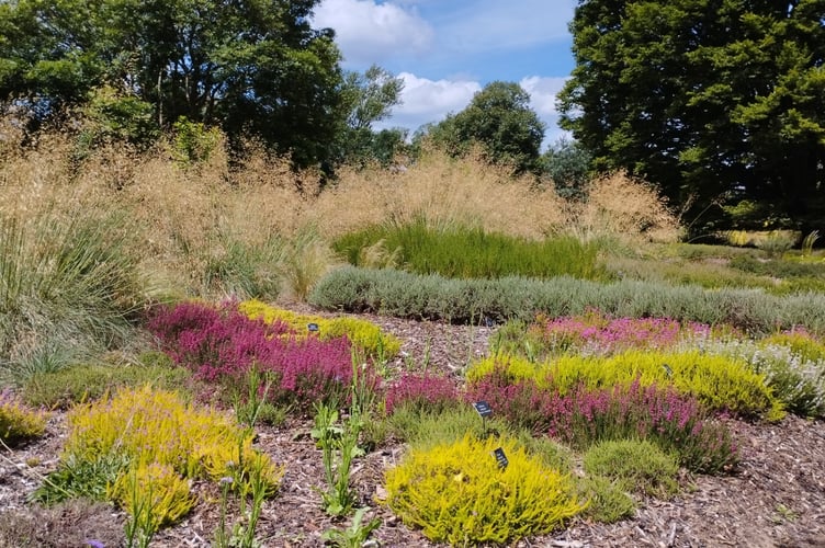 Heathers contrast with other plants in the landscape at RHS Wisley