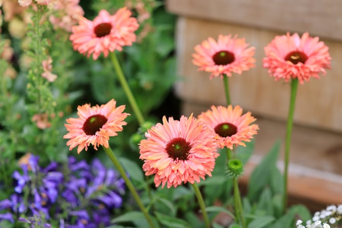 RHS Garden Wisley Flower Show 2024