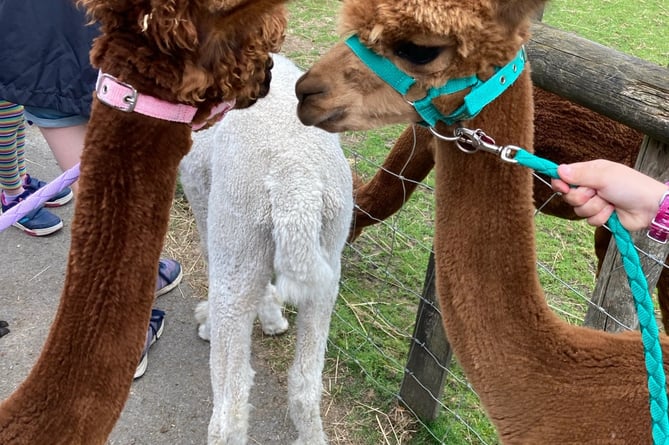 Appeer alpacas