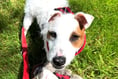 Water baby Trixie need a terrier specialist new home