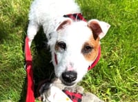 Water baby Trixie need a terrier specialist new home