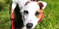 Water baby Trixie need a terrier specialist new home