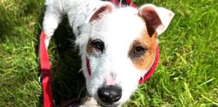 Water baby Trixie need a terrier specialist new home