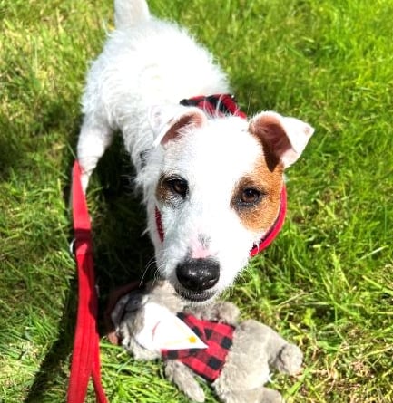 Jack Russell in need of adoption