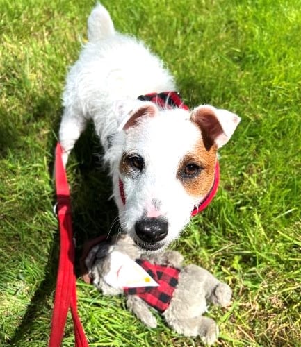 Jack Russell in need of adoption