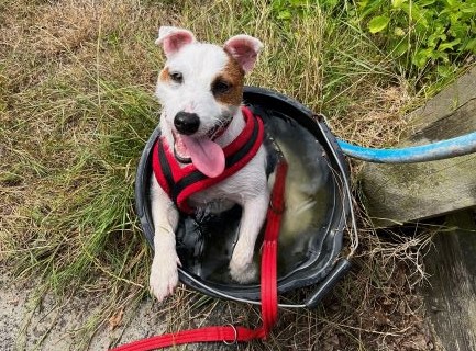 Jack Russell in need of adoption