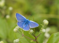 Big Butterfly Count sparks call for urgent action