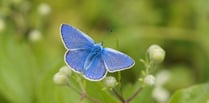 Big Butterfly Count sparks call for urgent action