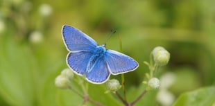 Big Butterfly Count sparks call for urgent action