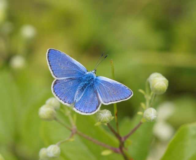 Big Butterfly Count sparks call for urgent action