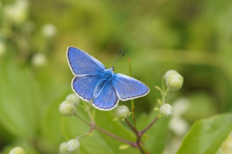 The Common Blue  butterfly